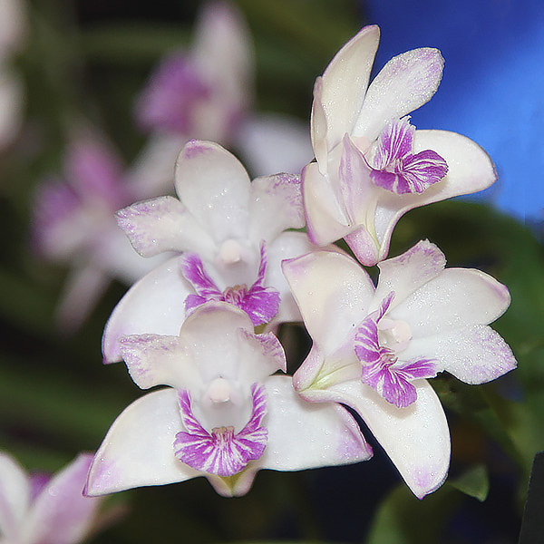 Dendrobium kingianum Hybrid - Jacques Miller