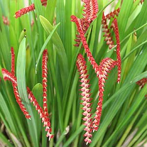 Dendrochilum saccolabium