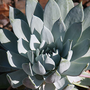 Dudleya anthonyi