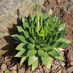 Dudleya brittonii - Green Form