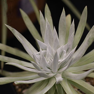 Dudleya edulis