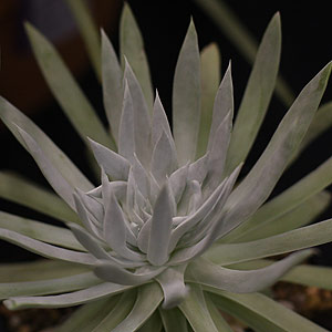 Dudleya Species