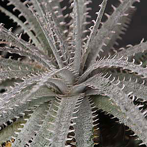 Dyckia fosteriana