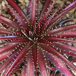 Dyckia rubra