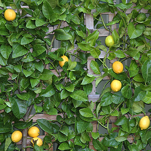 Espaliered Lemon Tree