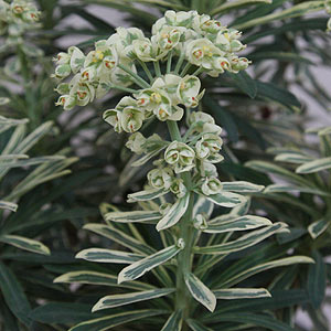 Euphorbia characias 'Silver Swan'