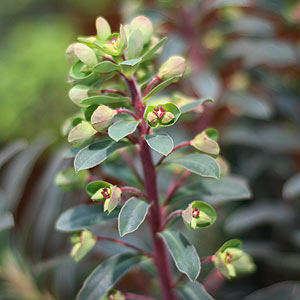 Euphorbia characias ssp characias