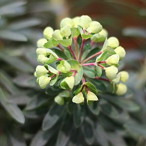 Euphorbia characias ssp wulfenii