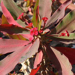 Euphorbia millii