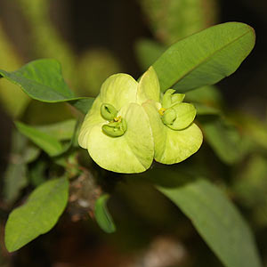 Euphorbia millii - Green Flowering Form