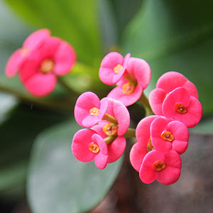 Euphorbia millii - Hybrid