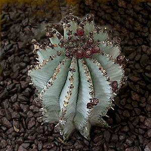 Euphorbia polygona