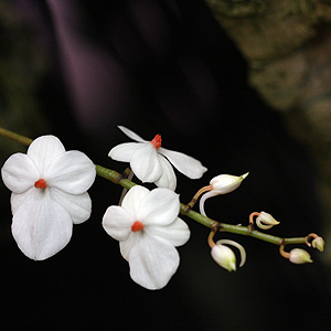 White Orchid