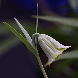 Fritillaria alfredae ssp. glaucoviridis