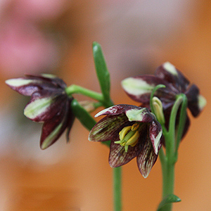 (Chocolate Lily).