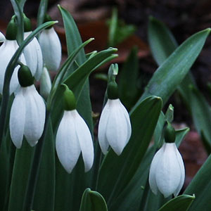 Winter Flowering Galanthus