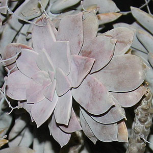 Graptopetalum paraguayense 'Superbum'