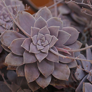 Graptopetalum paraguayense