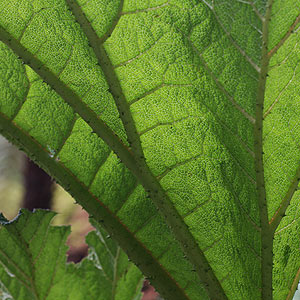 Gunnera manicata - Foliage