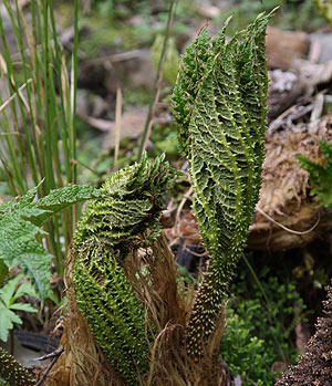 Gunnera manicata - New Growth