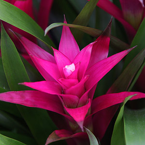 Guzmania Bromeliad 'Mini Charlene'