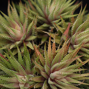 Haworthia attenuata