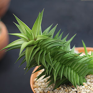 Haworthia Lime Thicket