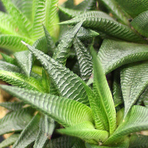 Haworthia limifolia