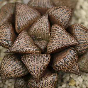 Haworthia magnifica var. splendens