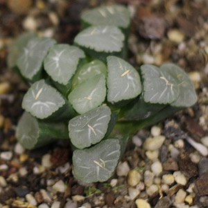 Haworthia maughanii 