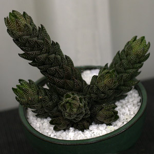 Haworthia reinwardtii