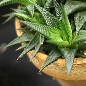 Haworthia Species