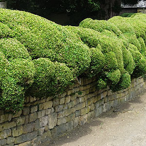 Hedge growing over wall.