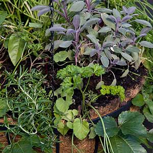 Herbs in Hanging Basket