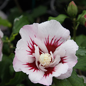 Rose of Sharon - Hibiscus syriacus