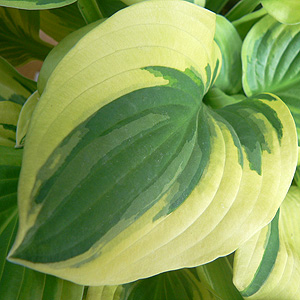 Hosta Care