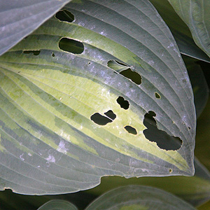 Hosta Slug Damage