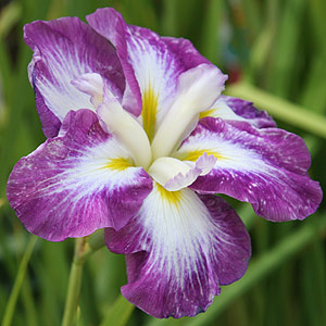 Iris Flower