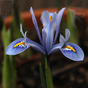 Iris reticulata