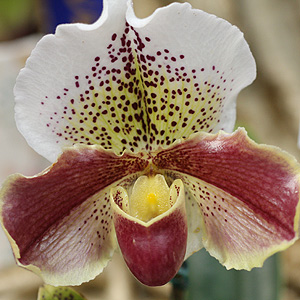 Slipper Orchid - Paphiopedilum crossianum