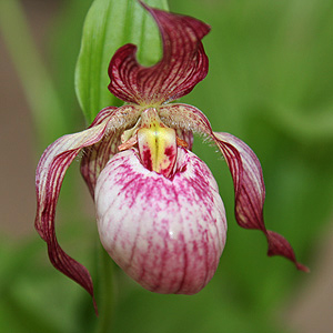 Lady Slipper Orchid