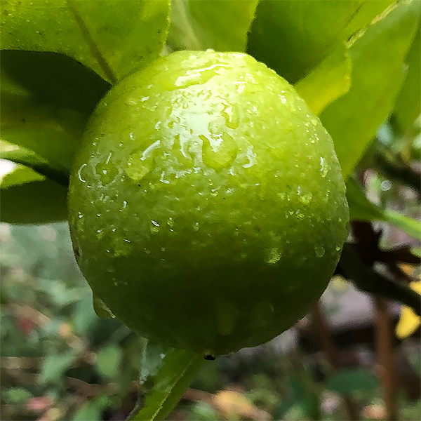 Lime Tree