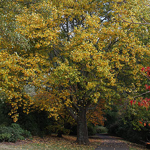 Liriodendron tulipera