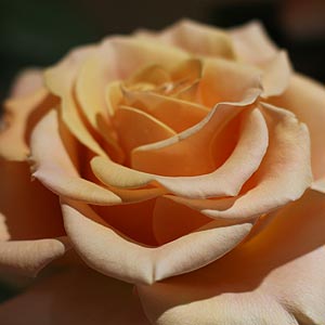 Marilyn Monroe - Hybrid Tea Rose