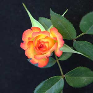 Miniature Rose