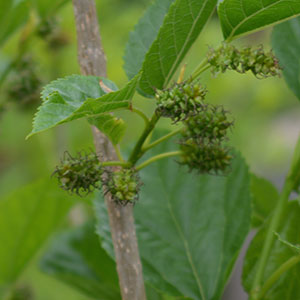 Mulberry Tree