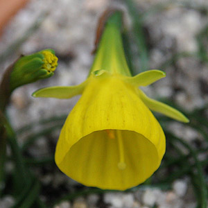 Hoop Petticoat Daffodil