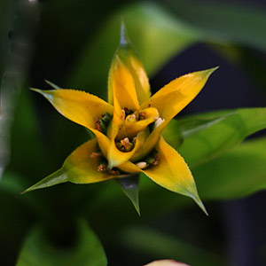 Neoregelia - Flower Spike