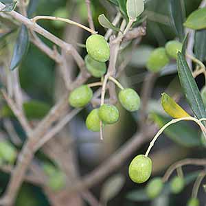 Olive Tree