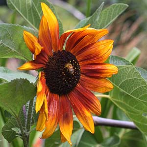 Sunflowers for Summer Blooms